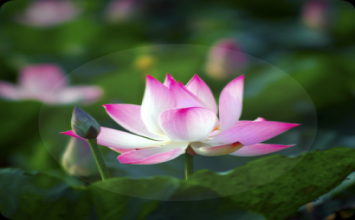 Người thông minh và người trí tuệ